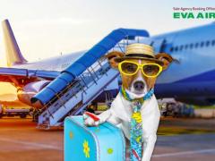 Hướng dẫn Đặt Vé Thú Cưng EVA Air: Thủ Tục Nhanh, Bay An Toàn